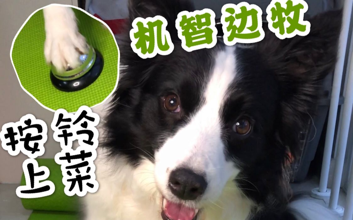 【边境牧羊犬】按铃要求主人上菜！#4K#