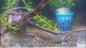 00144d0cb74e03f0505e604edabd11a6b41f15af.jpg@280w_158h_1c_100q.jpg