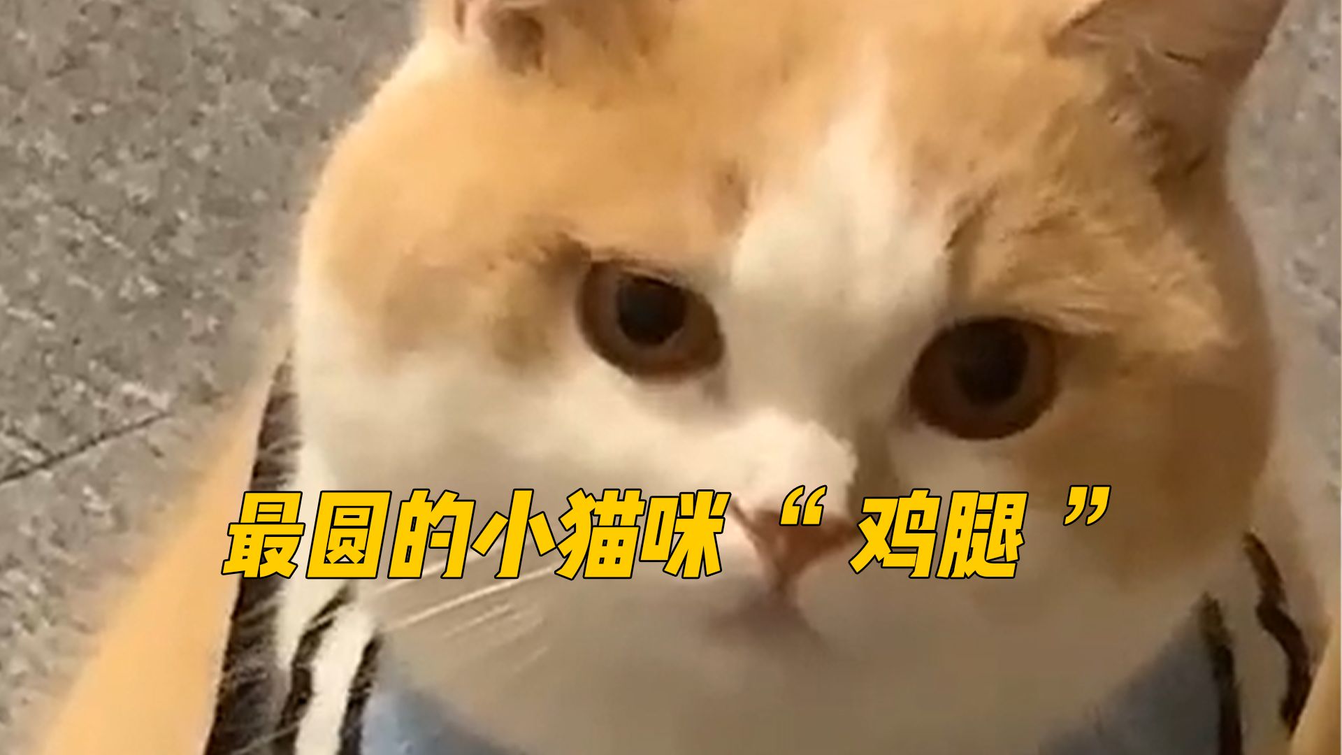 你见过长得像鸡腿的小猫咪吗？简直要把人萌化了！