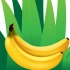 香蕉其实是从草上长出来的？