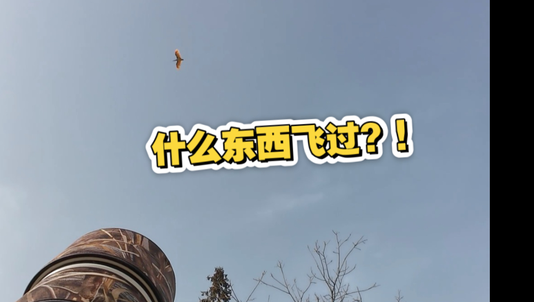 华阳景区散步，被一只大鸟“突袭”头顶！幸福来得太突然，谁懂啊！我爱朱鹮～