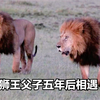 狮王父子难得相遇，父亲很想留下来，却遭到儿子的拒绝
