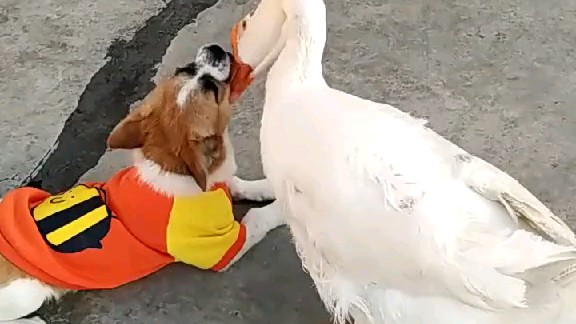 鹅鹅鹅舞蹈考级