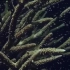 大堡礁盛宴，数百万英里珊瑚集体产卵