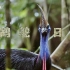 【纪录片】鹤鸵日记(2020)超清1080p 国语中字 窥探这一古老物种的秘密生活