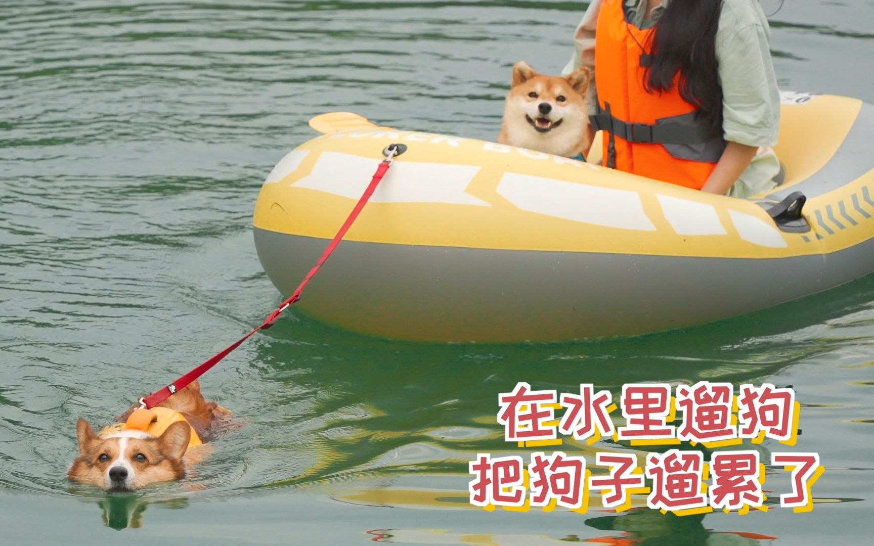 在水里遛狗，把狗给溜累了