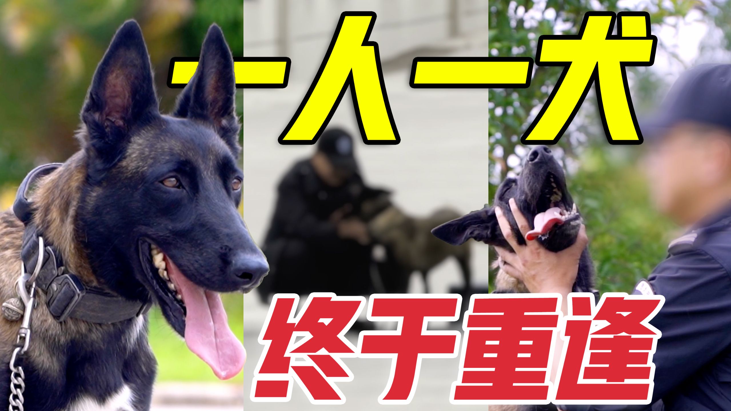民警在缉毒行动中坠楼负伤，缉毒犬苦守半年，重逢一刻令人泪目
