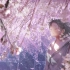 【Aimer】花の唄 End of Spring