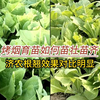 十字期烤烟用济农根翘，示范比对照叶片厚、根系多、苗子大小整齐