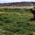 棕熊玩水管喷狗……Brown bear sprays dog with hosepipe