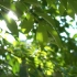 k3814 4K画质小清新绿叶阳光森林阳光透过树叶光晕镜头树林夏天来了空镜头绿色环保公益保护大自然学校大学诗歌朗诵比赛大