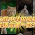 中华田园猫的八种毛色，你适合哪一种？各种毛色的猫有什么不同？