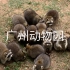 VLOG#17 广州动物园动物们的日常