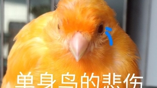 00b0ff19edf60f44dc71451115804eb31b8fabe6.jpg@310w_174h_1c_100q.jpg