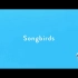Homecomings - Songbirds MV《莉兹与青鸟》主题曲