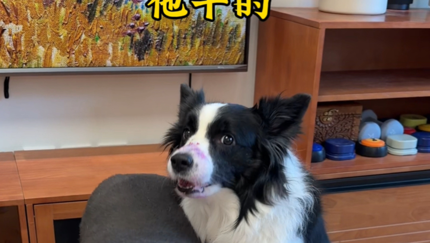 疯狂栽赃的狗…