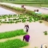 怀旧经典 珍贵影像 农民用传统方法种植水稻全过程
