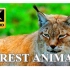 森林动物8K超高清 - 具有真实自然声音的森林野生动物