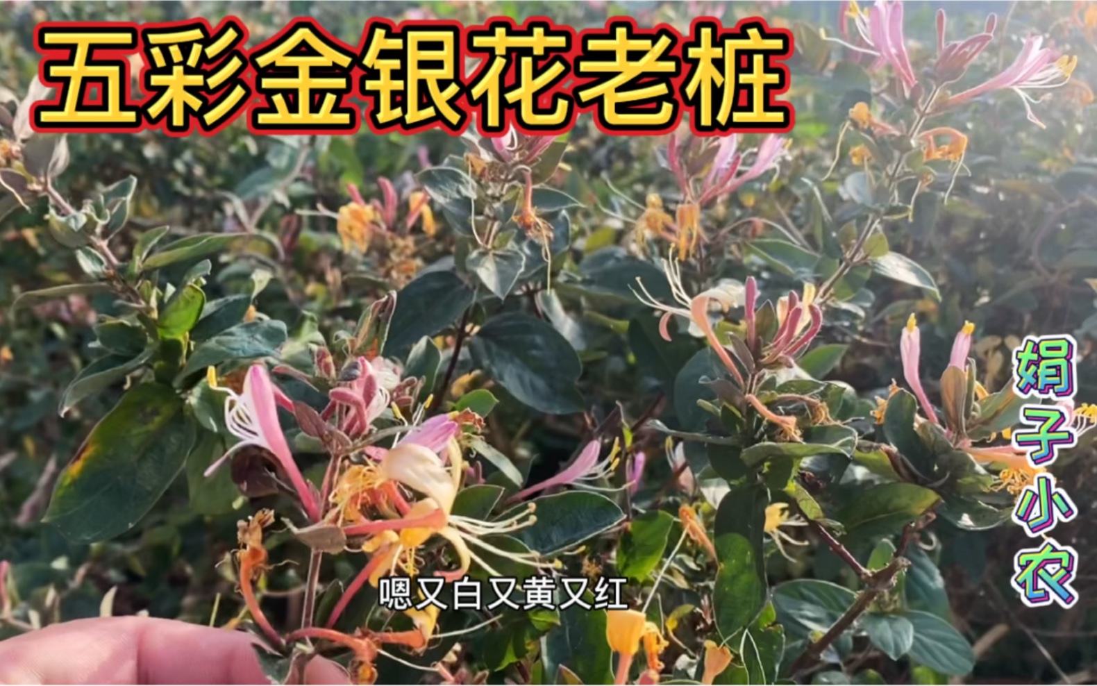 五彩金银花开花了香味十足花色漂亮真不愧是沂蒙山特产五彩金银花老桩