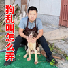 你有养狗吗？你害怕被投诉吗？十年训犬师教你解决狗乱叫扰民问题