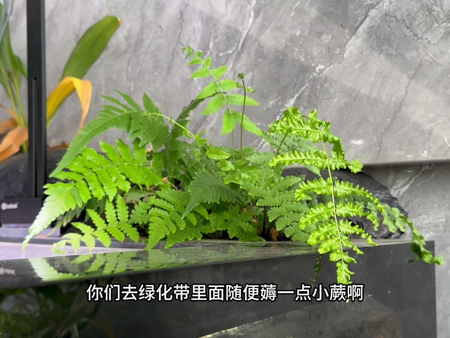 常见好养的挺水植物2.0