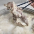 回族师傅教你熬羊肉汤，汤白似奶无膻味，老一辈传统做法零添加