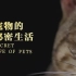 【央视 1080P+60】宠物的秘密生活【4集纪录片】