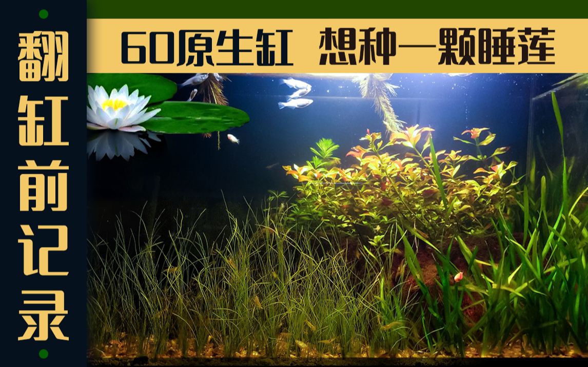 【60青鱂黑壳虾缸】突然就很想种一颗睡莲在里面，尽管水草才复苏刚开始生长…………