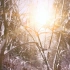 暖阳高照冬季冰雪树林高清视频素材