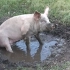 玩耍的猪猪【pigs playing】