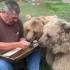 【叙利亚棕熊】熊宝宝吃蜂蜜
