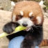 小熊猫：竹笋，我吃现掏的！可鲜 可嫩 可美味了呢！