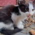 秋天生的小猫崽到底有多怕冷，这个视频告诉你！