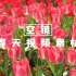 【可商用空镜视频素材】立春/春天/花卉/阳光/温暖/春风/春雨