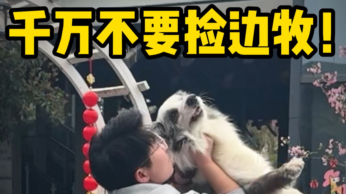 终于知道边牧的弃养率为什么这么高了...