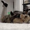 【每日一囧】这猫猫怎么穿白丝啊？就说这世上有猫娘吧！|猫猫村长