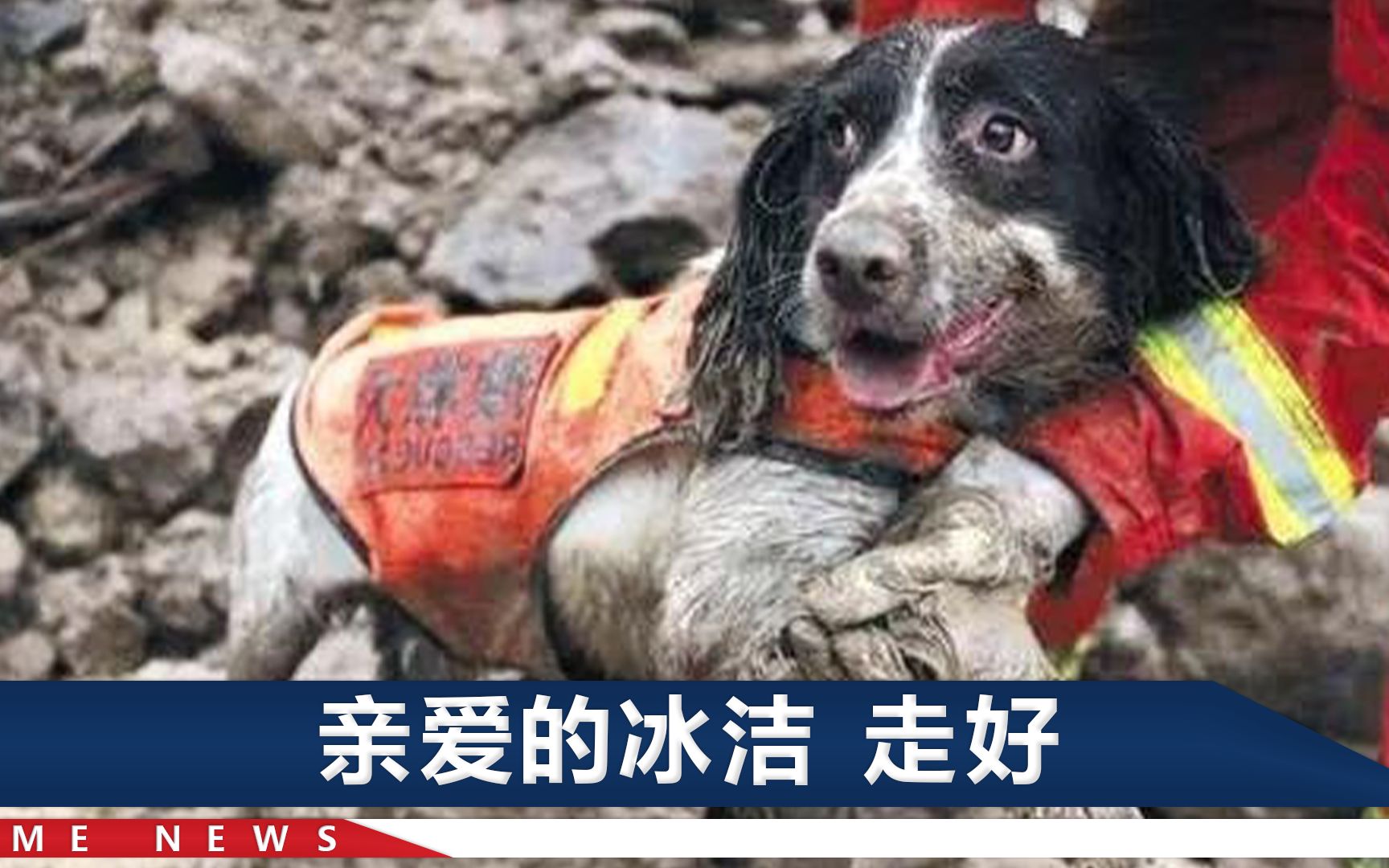 14岁搜救犬冰洁离世，1岁就参加汶川地震救援，救出13人