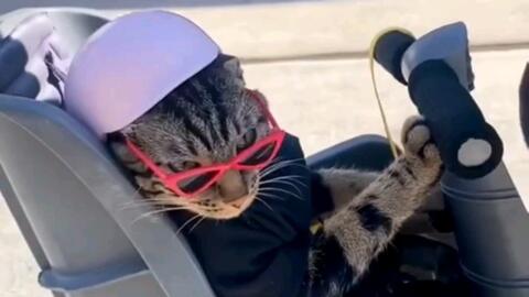 各个年龄段的猫的样子 01dbfe88b6c0beb1a2309b5125c6db98c3907b1e.jpg@480w_270h_1c