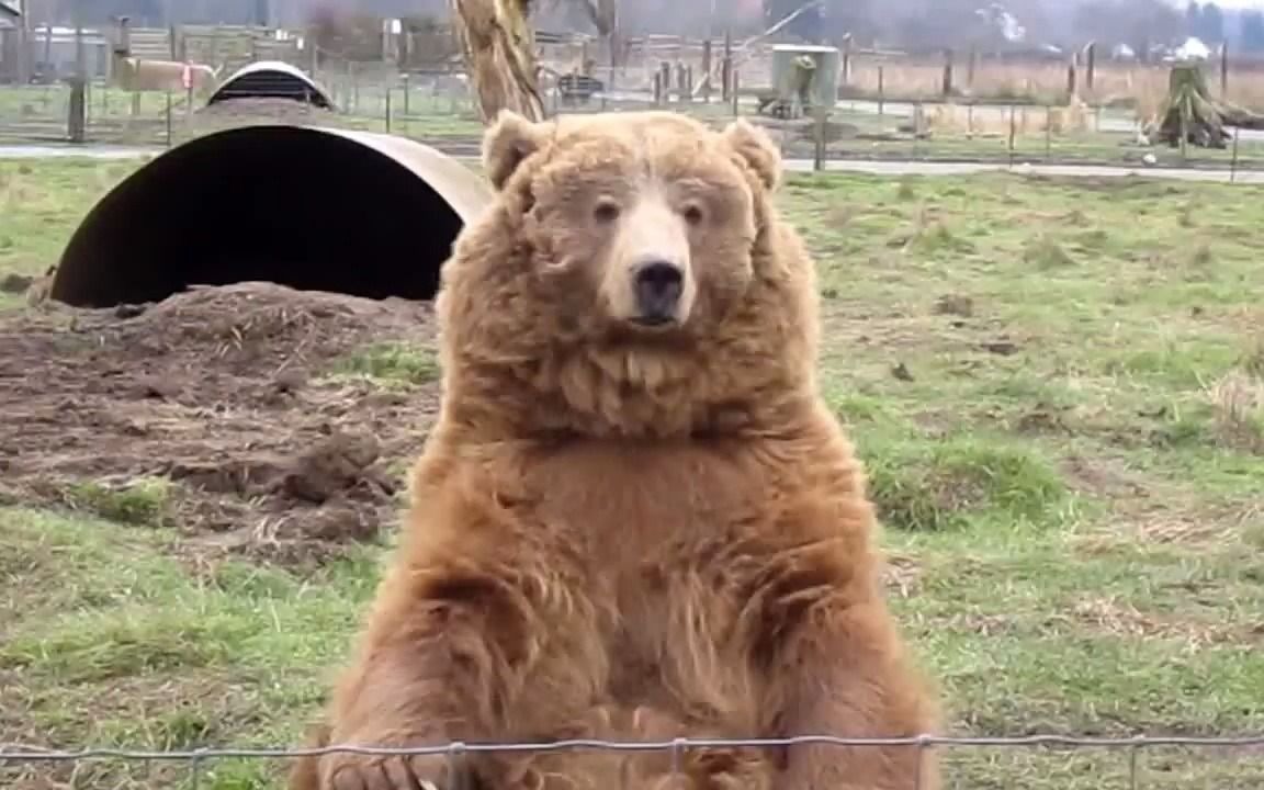喜欢吃吐司的棕熊，挥手感谢人类