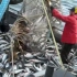 三文鱼大型捕捞，围网捕捞场面壮观，爆舱的感觉太过瘾了！