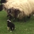 边牧宝宝第一天上班牧羊