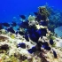 【4K高清海底风景欣赏】美丽的珊瑚礁和五颜六色的鱼，五彩缤纷的海底世界，敬请欣赏