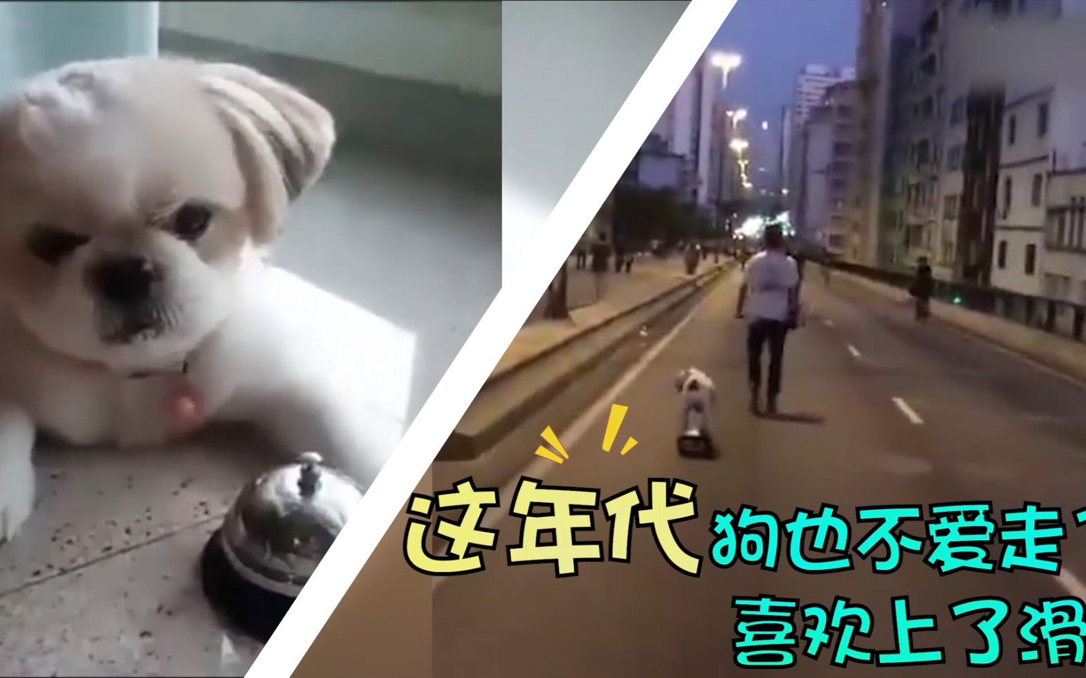 十七分钟最新萌宠搞笑视频大合辑!主演汪星人狗狗喵星