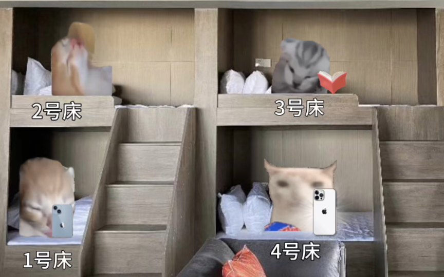 床上的猫咪们都在干什么？ 猫喵meme日常 猫喵meme日常 哔哩哔哩视频 4905