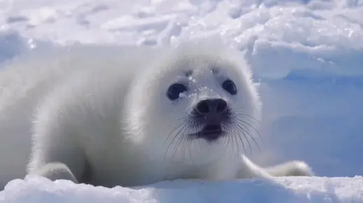 海豹宝宝的确是这个声音