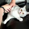 【4K】猫片（国产自拍