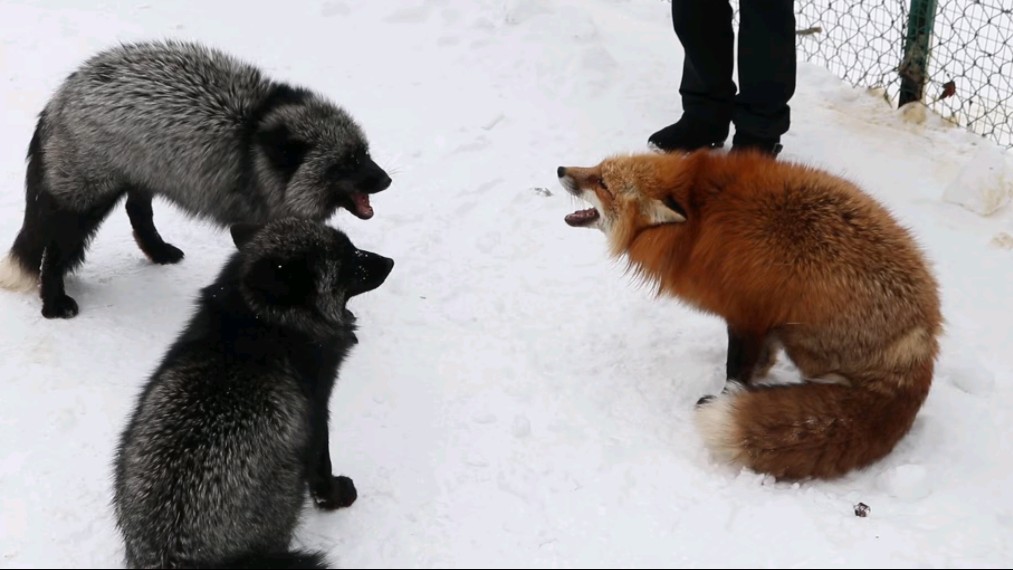 狐狸吵架，大型嘤嘤嘤现场
