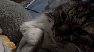 猫咪怎么才能让人抱抱 027a195f2b68fcf5b8451272ebc64e5a3c3e17db.jpg@310w_174h_1c_100q.jpg