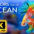 海洋之舞：超高清镜头下的鱼类与海洋动物 优雅之美 2160P