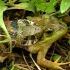 虎斑颈槽蛇（虎斑游蛇）VS美洲牛蛙